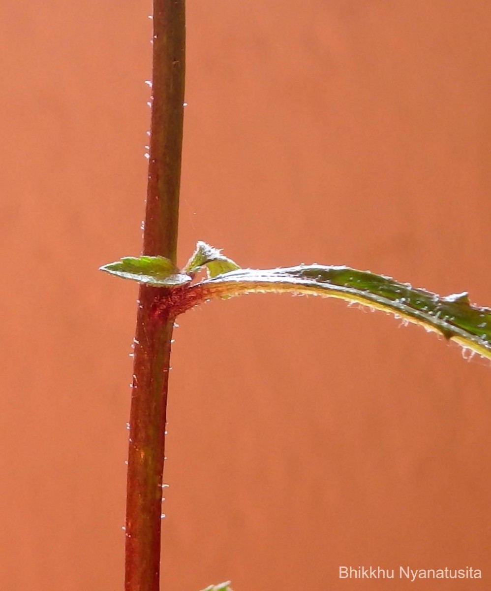 Pluchea paniculata (Willd.) Karthik. & Moorthy